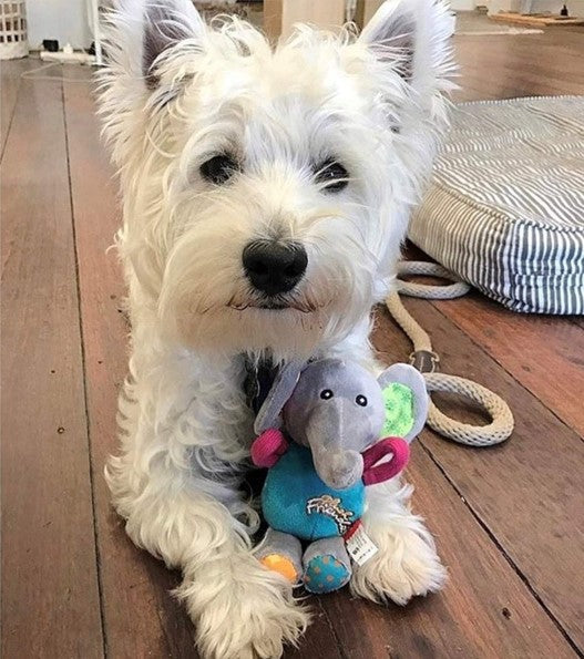 Juguete Plush Elefante de tela para mascotas