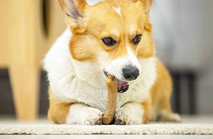 Juguete con madera real masticable para mascotas M