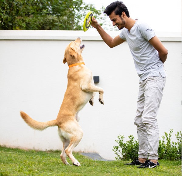 Frisbee disco volador de juego para mascotas