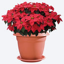 Macetera redonda con plato, de 60 cm, color terracota