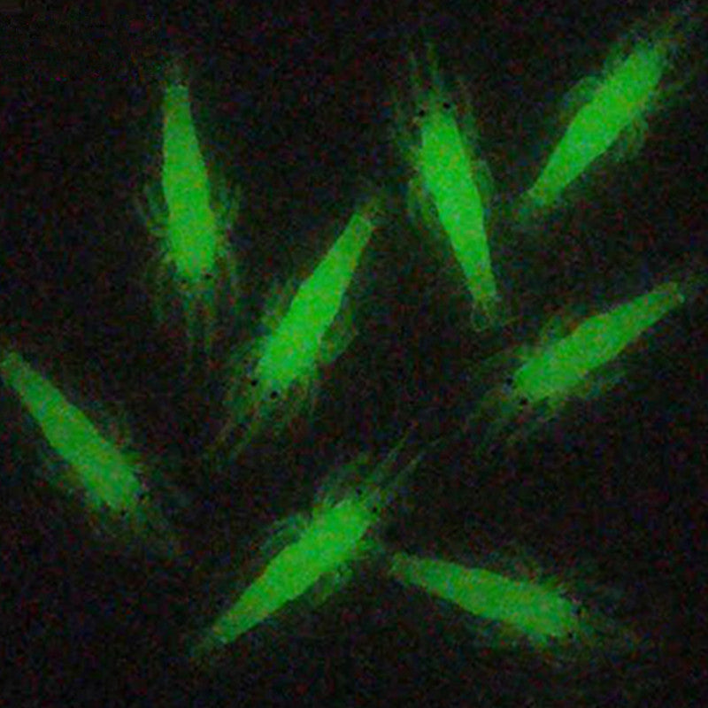Señuelo camarón suave anzuelo 10 Uds.