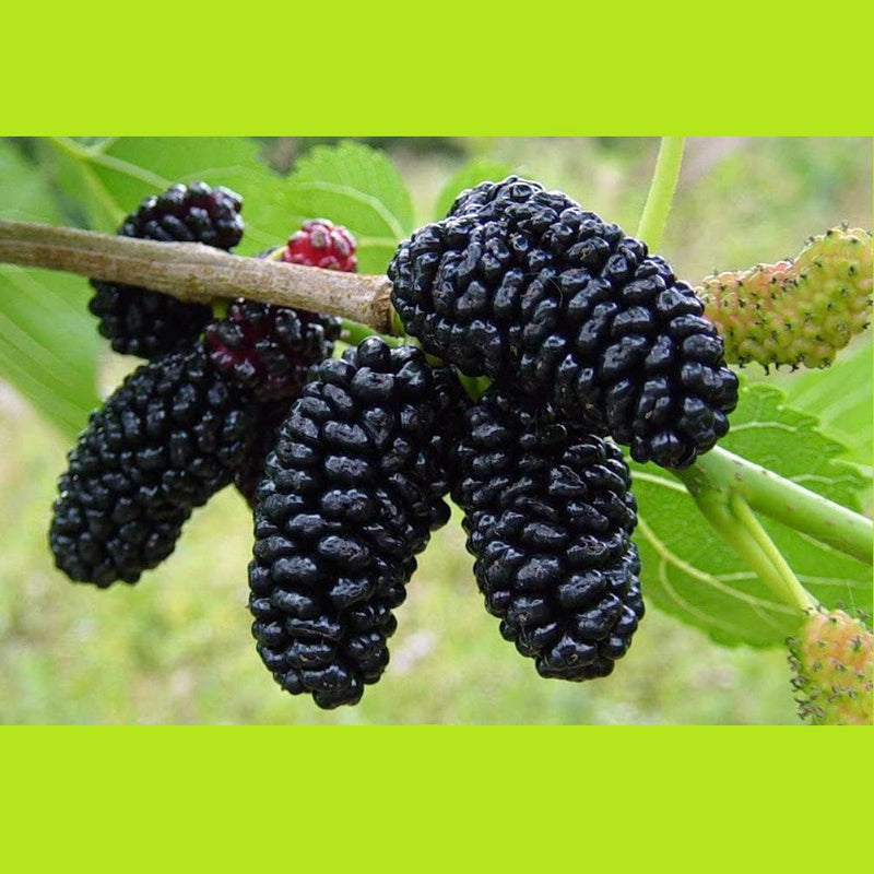 Semillas de mora, planta enana.