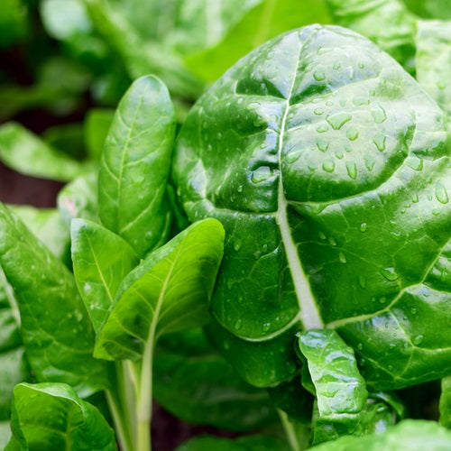 Semillas de acelga Barese. 25 semillas aproximadamente.