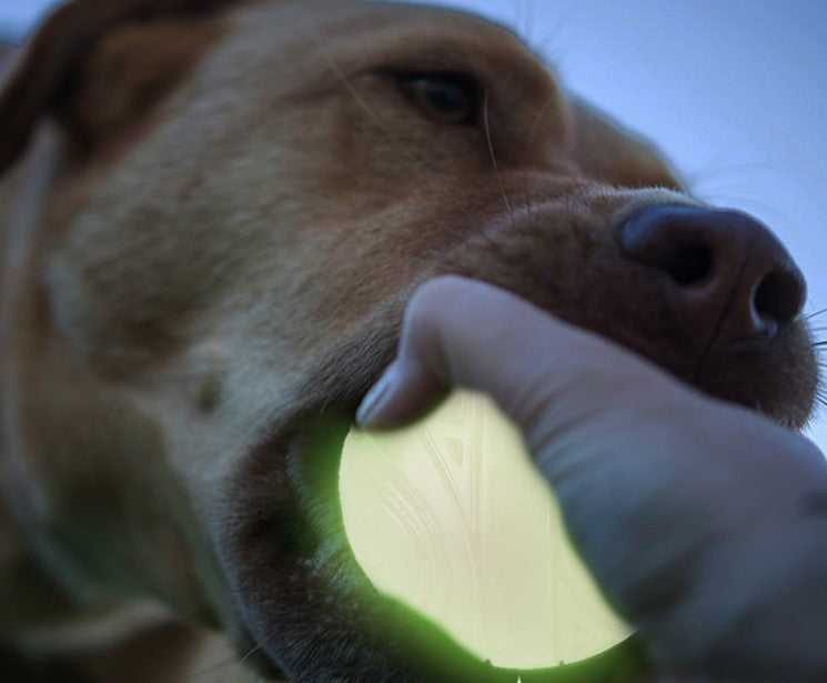 Pelota luminiscente neón de carga solar para mascota