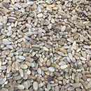 Semillas de alcachofa, Green Globe (100% Heirloom/No Híbrido/No GMO). 10 semillas aproximadamente.