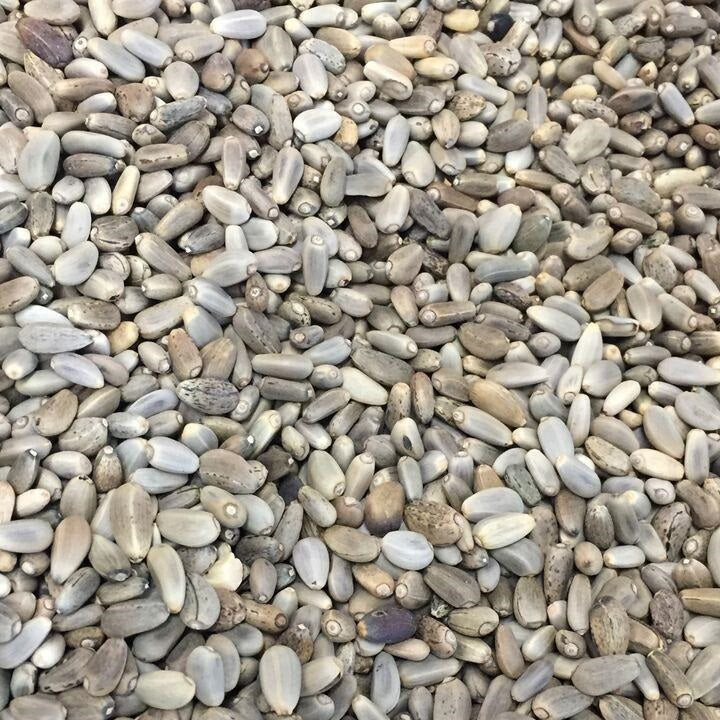 Semillas de alcachofa, Green Globe (100% Heirloom/No Híbrido/No GMO). 10 semillas aproximadamente.