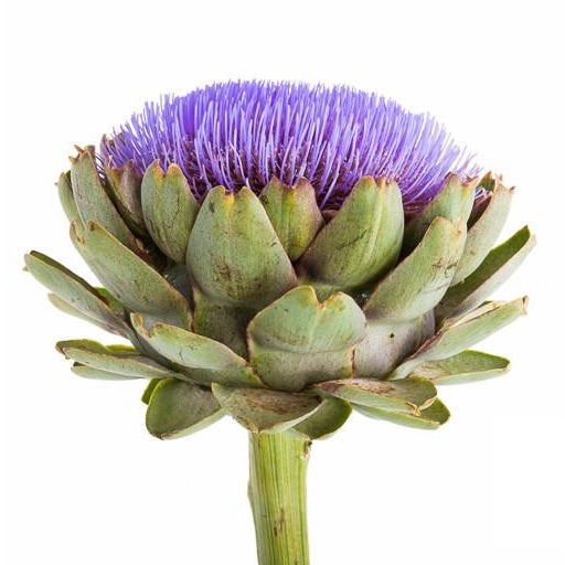 Semillas de alcachofa, Green Globe (100% Heirloom/No Híbrido/No GMO). 10 semillas aproximadamente.