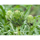 Semillas de alcachofa, Green Globe (100% Heirloom/No Híbrido/No GMO). 10 semillas aproximadamente.