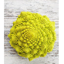 Semillas de brocoli, Romanesco Italia (100% Heirloom/No Híbrido/No GMO). 60 semillas aproximadamente