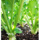 Semillas de nabo, globo de oro (100% Heirloom / No Híbrido / No GMO). 140 semillas aproximadamente