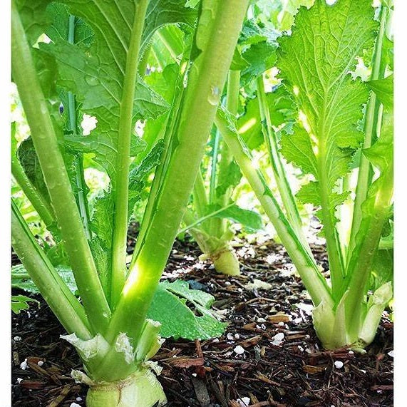 Semillas de nabo, globo de oro (100% Heirloom / No Híbrido / No GMO). 140 semillas aproximadamente