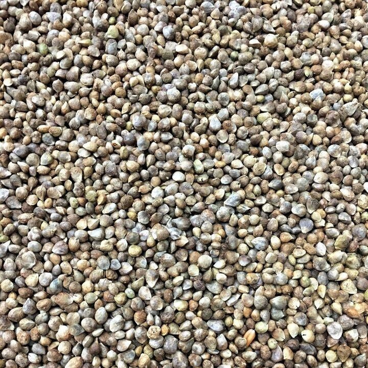 Semillas de espinaca, Matador Viking (100% Heirloom/No Híbrido/No GMO). 70 semillas aproximadamente