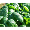 Semillas de espinaca, Matador Viking (100% Heirloom/No Híbrido/No GMO). 70 semillas aproximadamente