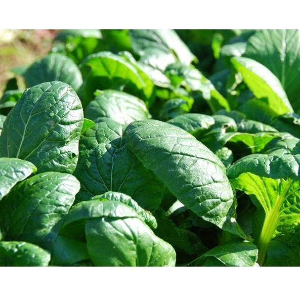 Semillas de espinaca, Matador Viking (100% Heirloom/No Híbrido/No GMO). 70 semillas aproximadamente