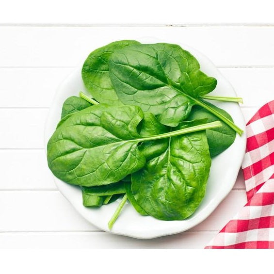 Semillas de espinaca, Matador Viking (100% Heirloom/No Híbrido/No GMO). 70 semillas aproximadamente