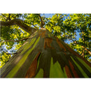 Semillas de Árbol Arcoíris de Eucalipto