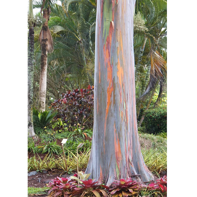 Semillas de Árbol Arcoíris de Eucalipto