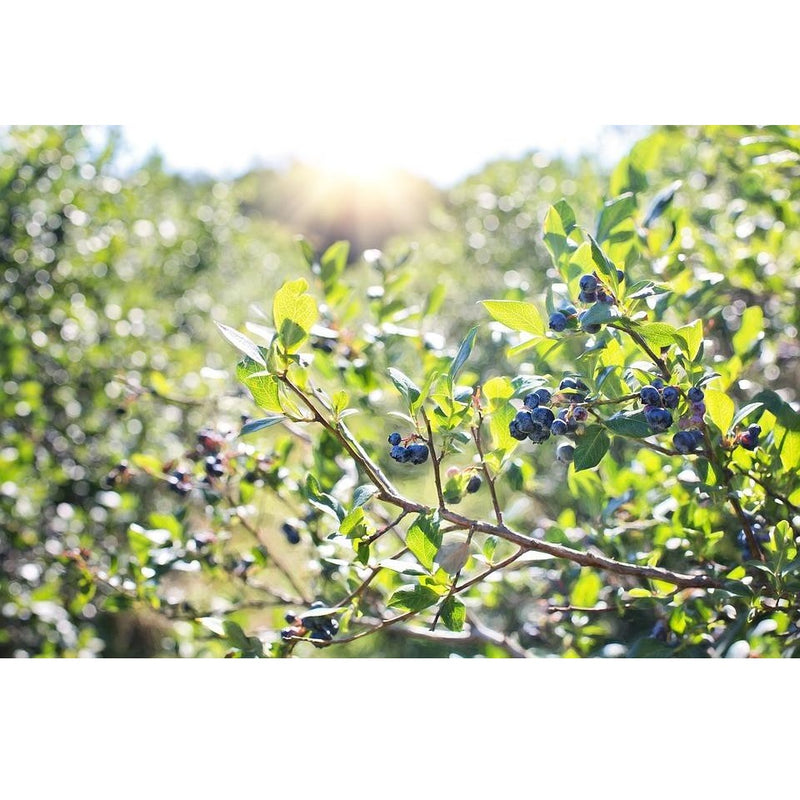 Semillas de arandanos (No GMO). 50 semillas aproximadamente.