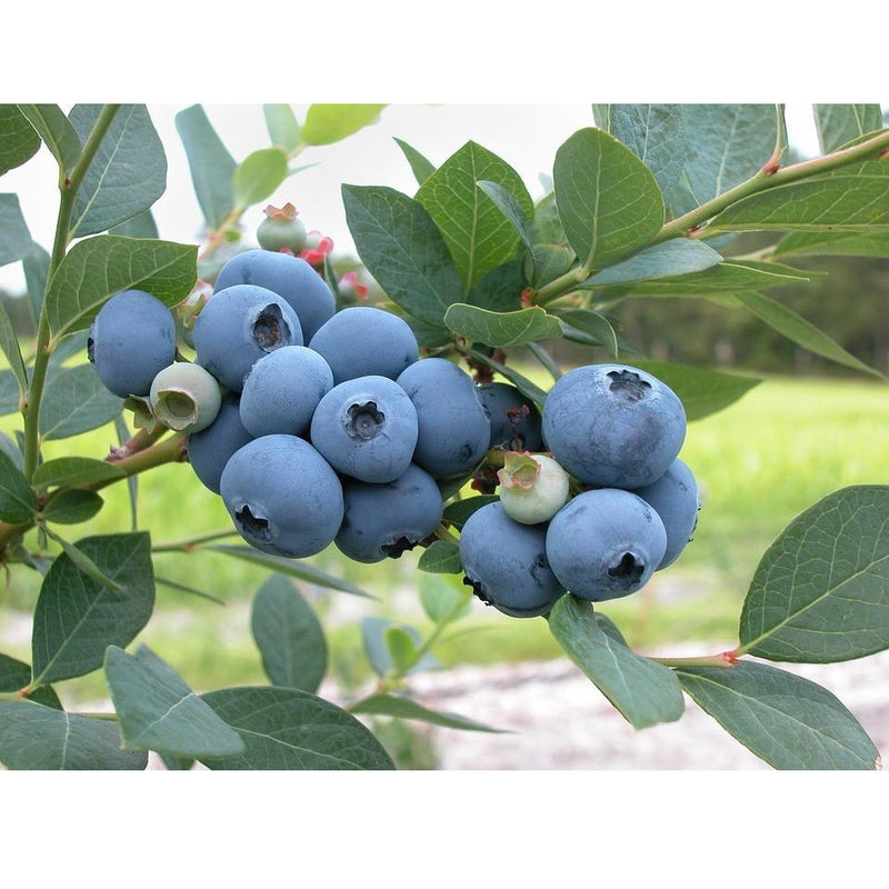 Semillas de arandanos (No GMO). 50 semillas aproximadamente.