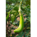 Semillas de berenjena, Louisiana (100% Heirloom/No Híbrido/No GMO). 10 semillas aproximadamente.
