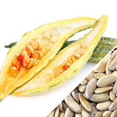 Semillas de melon platano (100% Heirloom/No Híbrido/No GMO). 10 semillas aproximadamente.