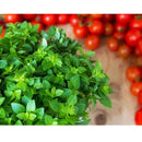 Semillas de oregano italiano (100% Heirloom/No Híbrido/No GMO). 200 semillas aproximadamente.