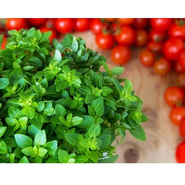 Semillas de oregano italiano (100% Heirloom/No Híbrido/No GMO). 200 semillas aproximadamente.