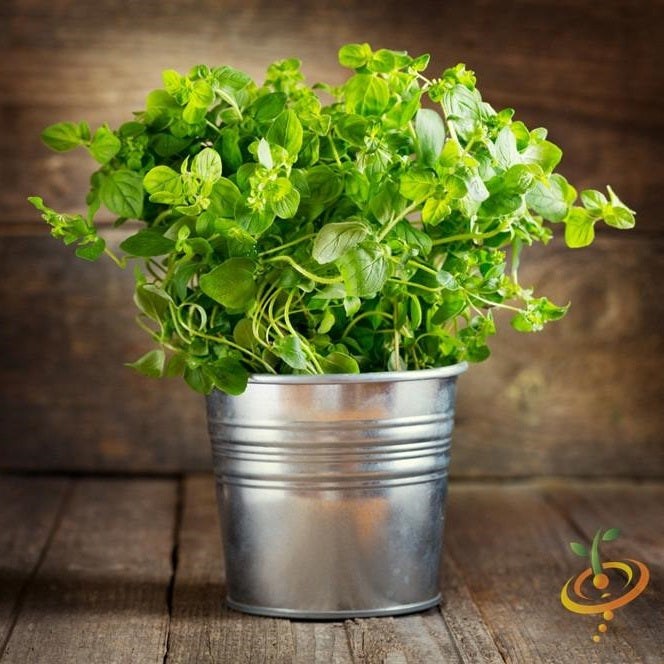 Semillas de oregano italiano (100% Heirloom/No Híbrido/No GMO). 200 semillas aproximadamente.