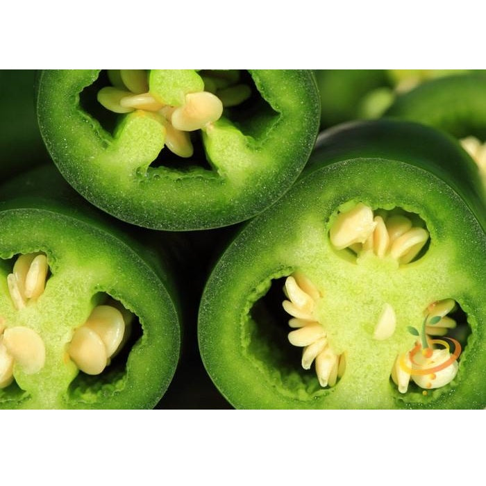 Semillas de aji (HOT) Early Jalapeño (100% Heirloom/No Híbrido/No GMO). 15 semillas aproximadamente.