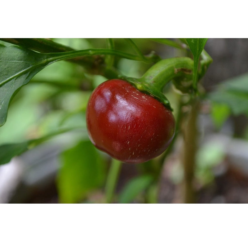 Semillas de aji dulce grande, color rojo (100% Heirloom/No Híbrido/No GMO). 5 semillas aprox.