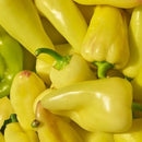 Semillas de aji (HOT) Caloro (100% Heirloom/No Híbrido/No GMO). 10 semillas aproximadamente