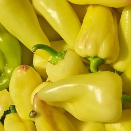 Semillas de aji (HOT) Caloro (100% Heirloom/No Híbrido/No GMO). 10 semillas aproximadamente