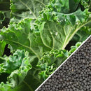 Semillas de col rizada enana, siberiana (100% Heirloom/No Híbrido/No GMO). 70 semillas aprox.