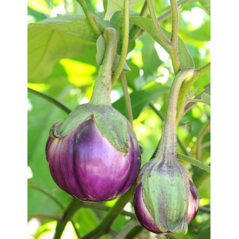 Semillas de berenjena, malva redonda (100% Heirloom/No Híbrido/No GMO). 10 semillas aproximadamente.