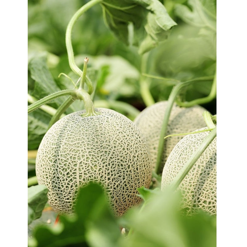 Semillas de melon, Honey Rock (100% Heirloom/No Híbrido/No GMO). 10 semillas aproximadamente.