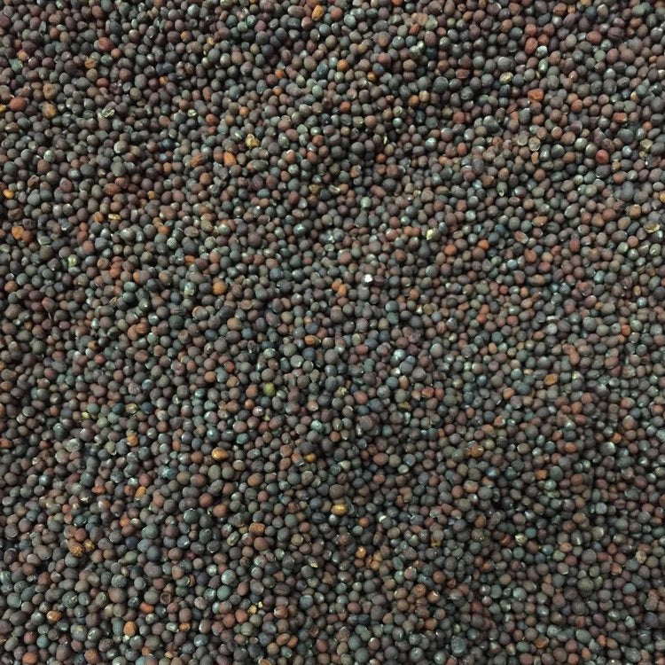 Semillas de brocoli morado (100% Heirloom/No Híbrido/No GMO). 20 semillas aproximadamente.