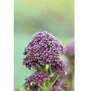 Semillas de brocoli morado (100% Heirloom/No Híbrido/No GMO). 20 semillas aproximadamente.
