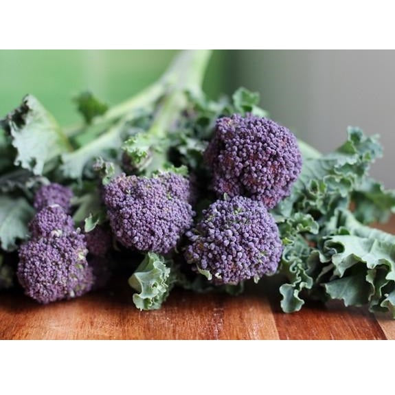 Semillas de brocoli morado (100% Heirloom/No Híbrido/No GMO). 20 semillas aproximadamente.