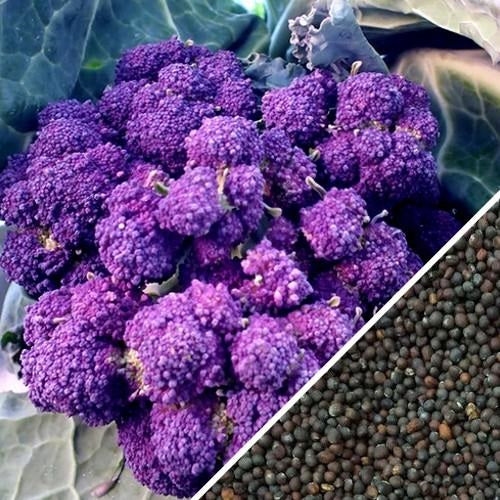 Semillas de brocoli morado (100% Heirloom/No Híbrido/No GMO). 20 semillas aproximadamente.