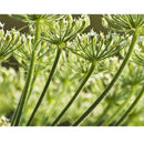 Semillas de anis (100% Heirloom/No Híbrido/No GMO). 100 semillas aproximadamente.