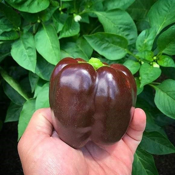 Semillas de pimenton dulce, color marron (100% Heirloom/No Híbrido/No GMO). 10 semillas aprox.
