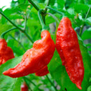 Semillas de aji (HOT) Bhut Jolokia / ají fantasma (No GMO). 5 semillas aproximadamente.