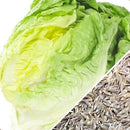 Semillas de lechuga, Crisphead (100% Heirloom/No Híbrido/No GMO). 190 semillas aproximadamente.