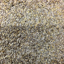 Semillas de lechuga, Crisphead (100% Heirloom/No Híbrido/No GMO). 190 semillas aproximadamente.