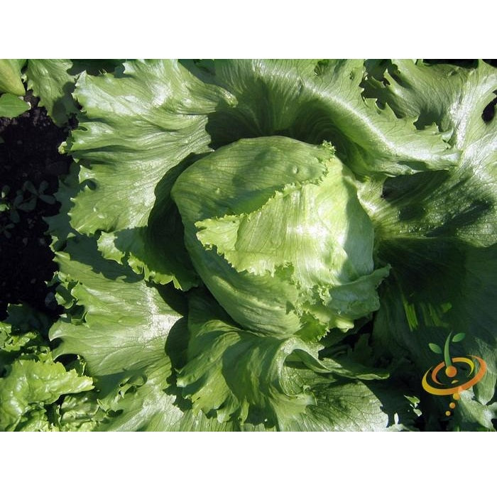 Semillas de lechuga, Crisphead (100% Heirloom/No Híbrido/No GMO). 190 semillas aproximadamente.