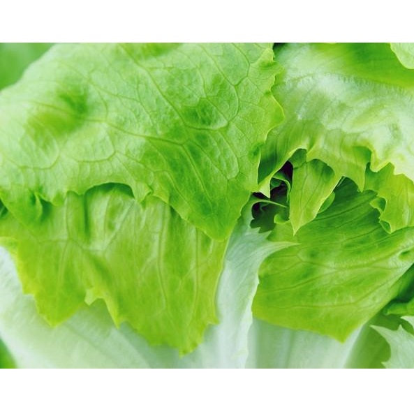 Semillas de lechuga, Crisphead (100% Heirloom/No Híbrido/No GMO). 190 semillas aproximadamente.