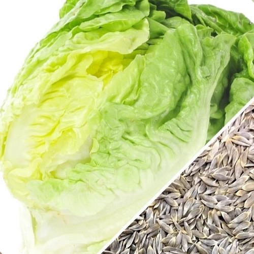Semillas de lechuga, Crisphead (100% Heirloom/No Híbrido/No GMO). 190 semillas aproximadamente.