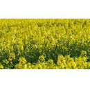 Semillas de canola o colza, cultivo de cobertura. Paquete XL, cubre aprox. 1,000 pies cuadrados