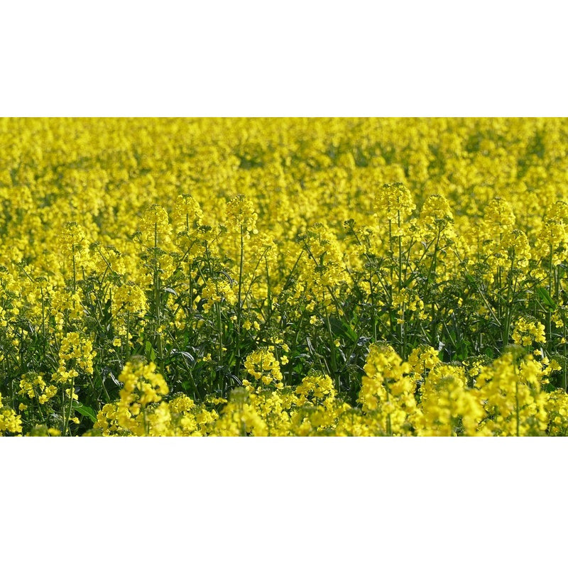 Semillas de canola o colza, cultivo de cobertura. Paquete XL, cubre aprox. 1,000 pies cuadrados