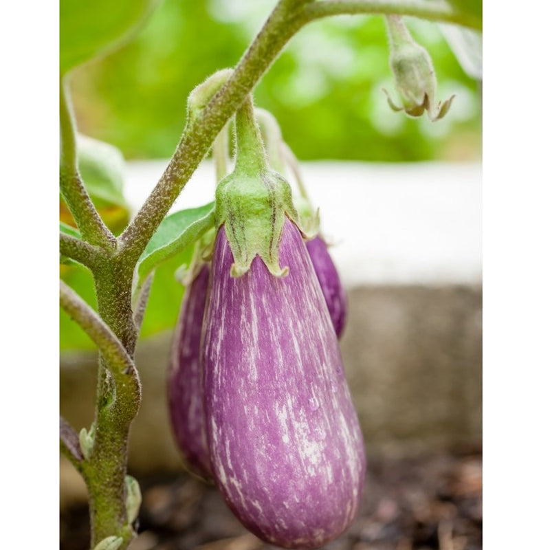 Semillas de berenjena, Pandora (100% Heirloom/No Híbrido/No GMO). 10 semillas aproximadamente.